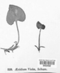 Puccinia violae image